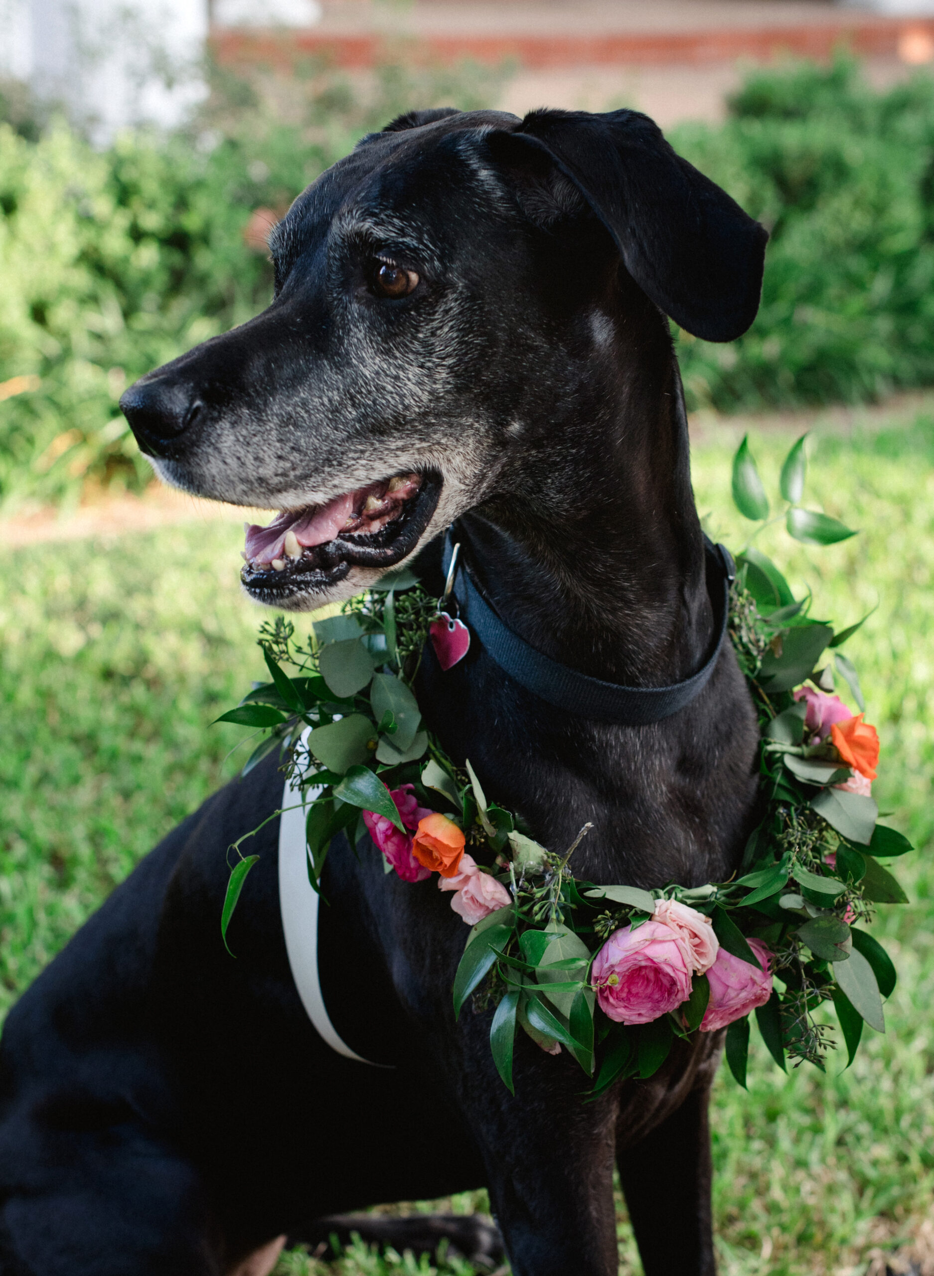 Sara Donaldson Photograph | Kostohryz Nezworski Wedding